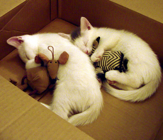 爱游戏全站-PSG年轻球员成长空间巨大，psg队员名单