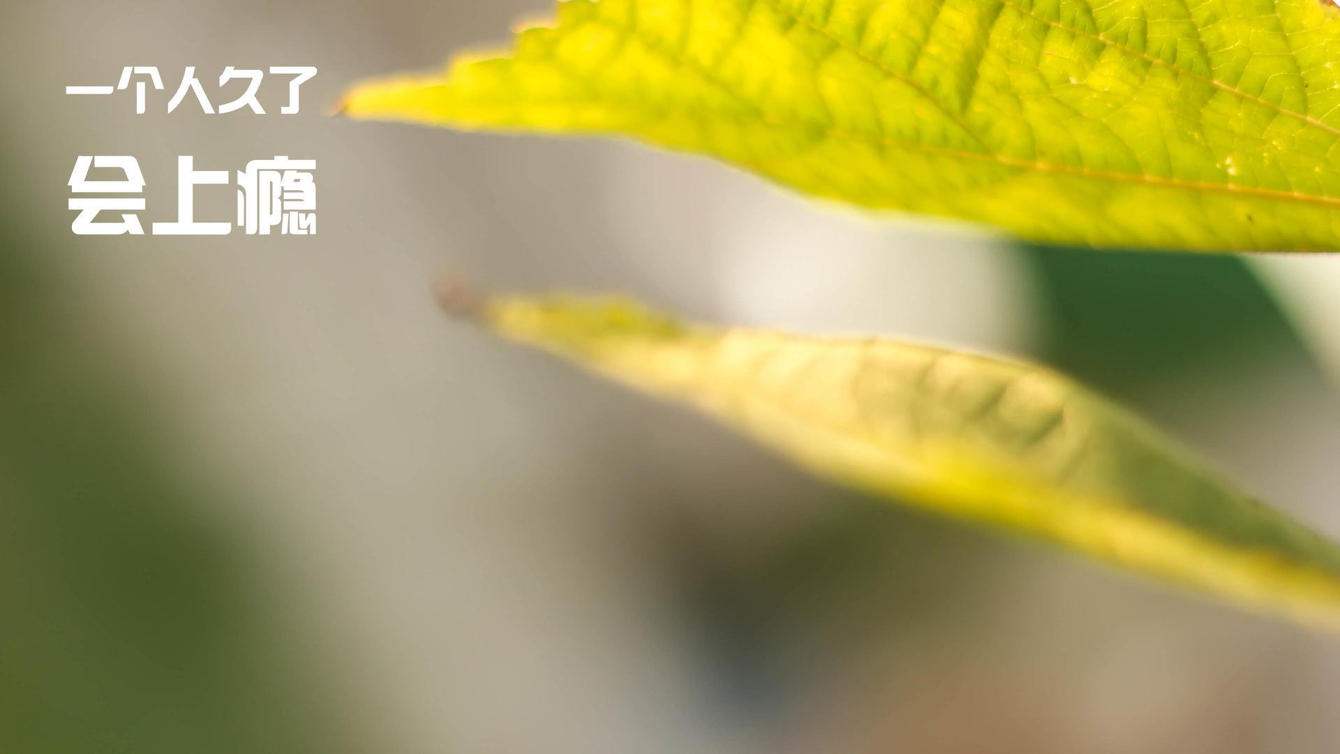 爱游互娱游戏官网-“武汉马拉松：全球跑步者决战赛道，谁将封王？”