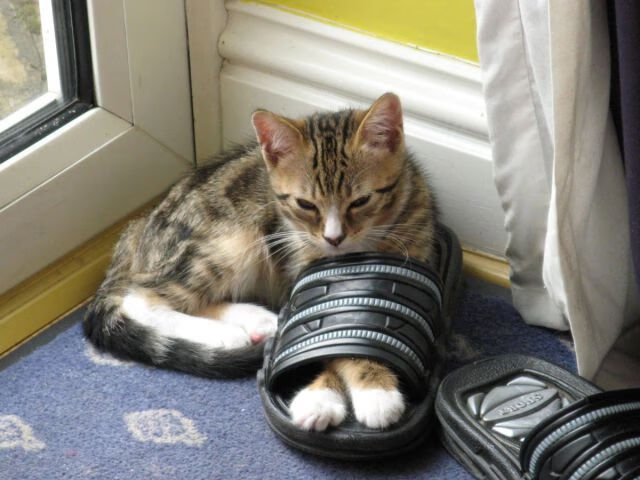 爱游戏内容中心-五大联赛成长型新秀如何快速融入主力阵容，五大联赛形势