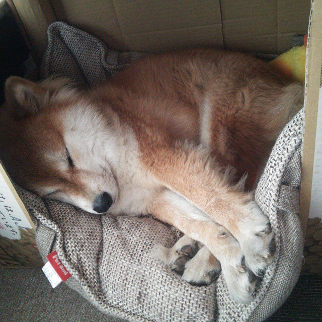 爱游戏智能体验-“胡利安·门德斯的进攻速度与球场掌控力，成就阿根廷美洲狮队的新未来”